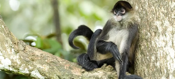 monkey